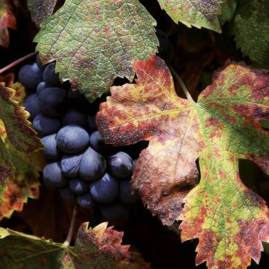 Le vignoble corse : le plus exotique des vignobles